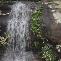 Impatiens acaulis Arn.